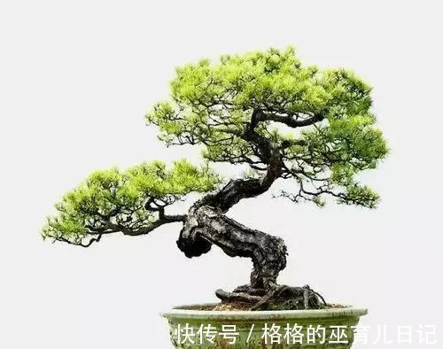 山松盆景矮霸葱翠才美,教你几招,轻松营造