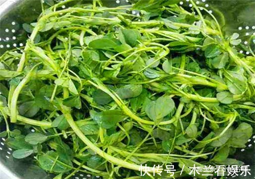 苜蓿菜|女性過了40歲常吃的食物，清理血管，增強體質，排除毒素