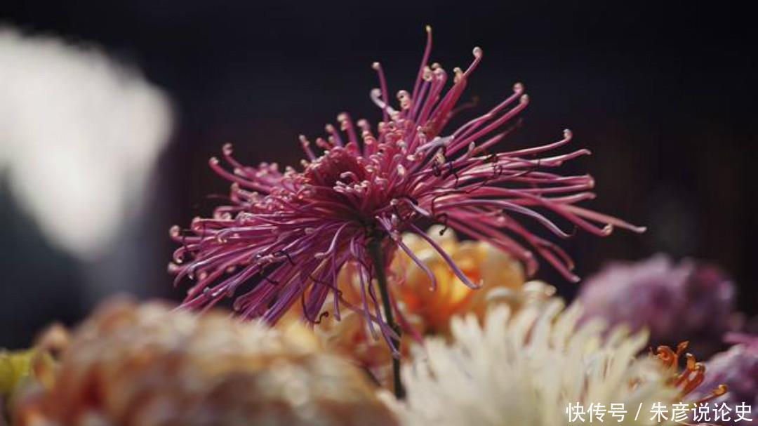  品格|杨万里一首经典的《残菊》，通篇生动有趣，写出了菊花高尚的品格