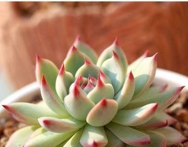 此款多肉，好养又耐旱，30天不浇水，反而胖成肉墩子