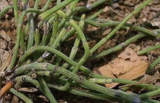 适应能力|墙角下,有1种“节节草”很旺盛,挖10棵种起来,变盆栽、珍贵!