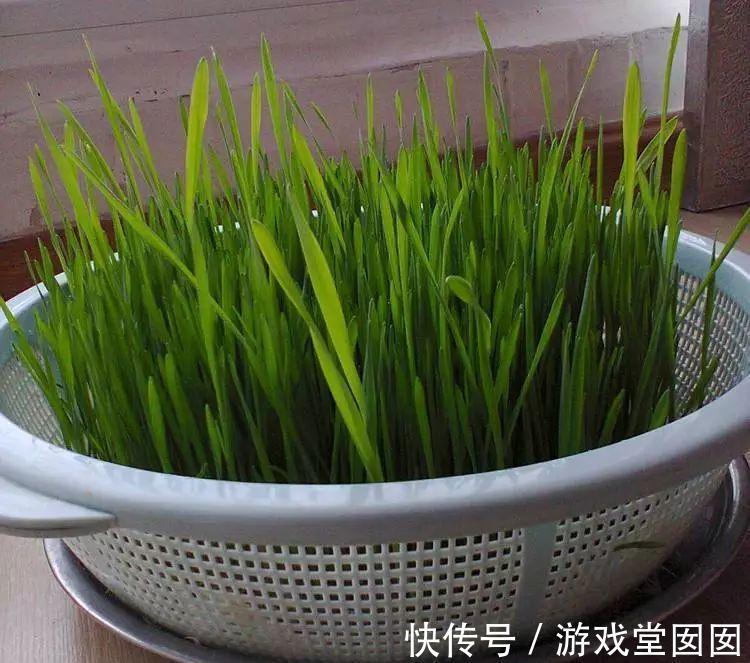 小麦在家种,7天长出苗,炒成菜别提有多好吃了