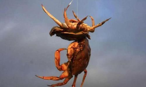 总结钓螃蟹的4种方法不用鱼钩,全靠陷阱诱捕