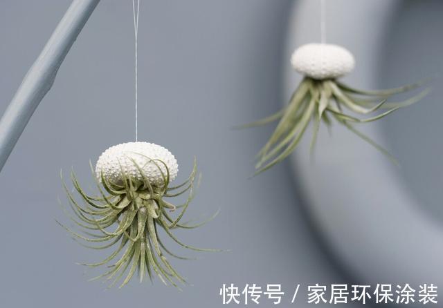 空间|家里这些花卉吊起来养,既增加了观赏价值,又节省了养殖空间