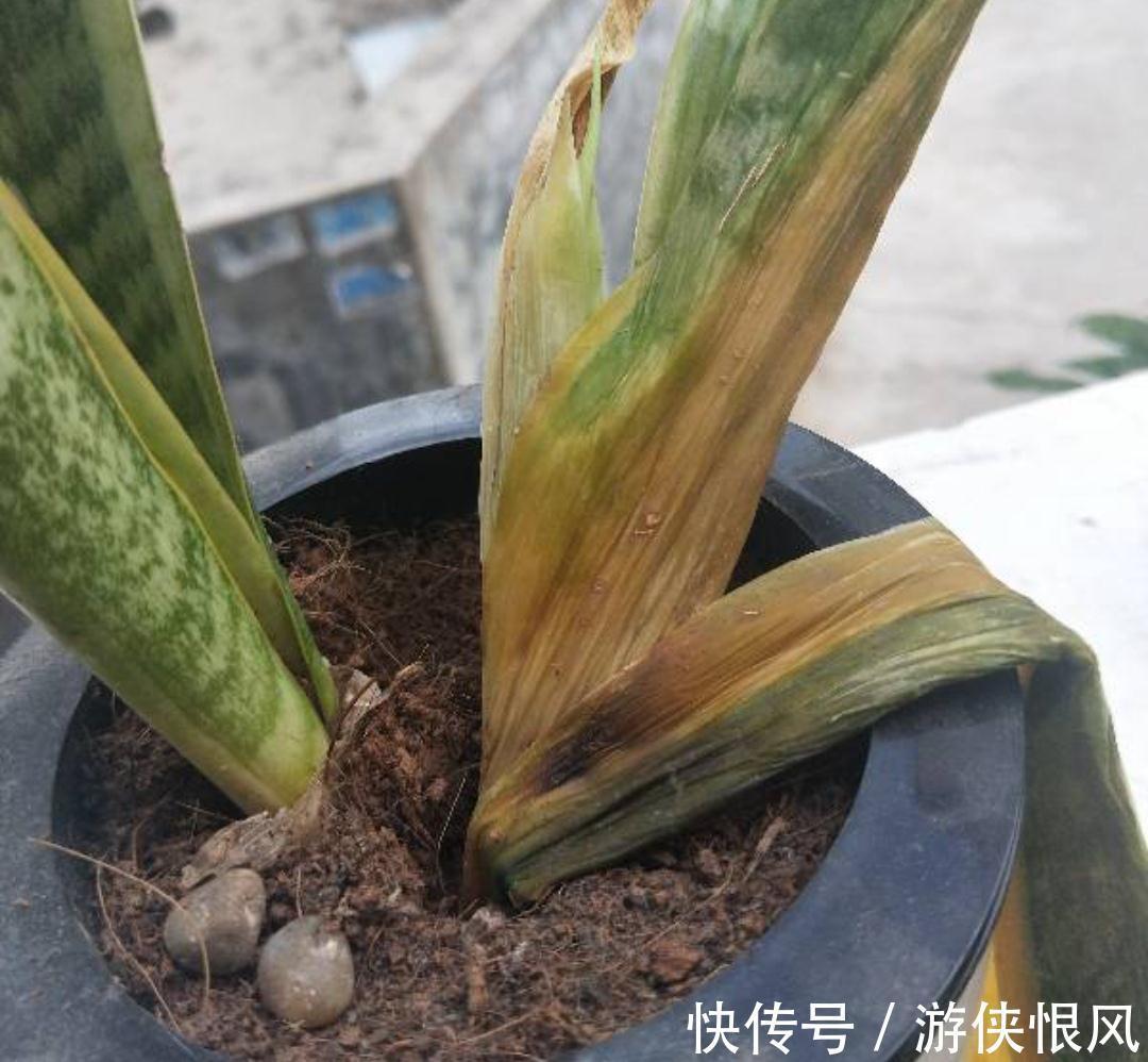 发财树|天气冷气温低,这些花要干养,少浇水才不易受冻和烂根