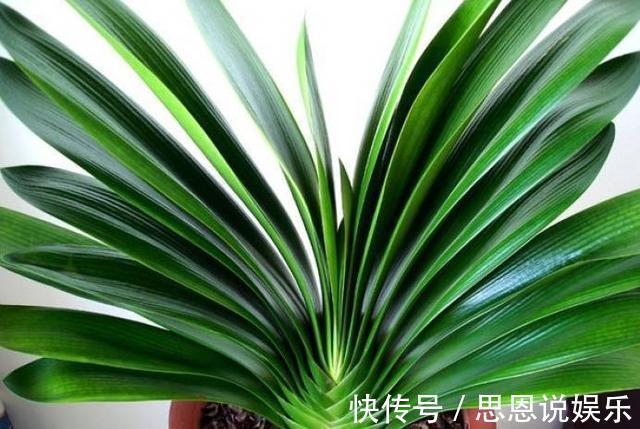 叶面|盆栽君子兰养了多年不开花,给它喝点这个就行了!