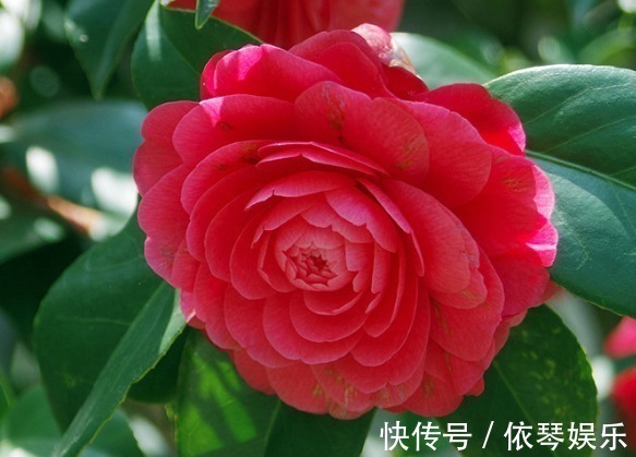 重瓣型|家养“大红花”,比牡丹好看,比月季好养,芬芳袭人,花开200天