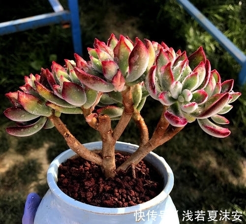 养多肉锦晃星,做好4件事,长成小老桩,养成小精灵!