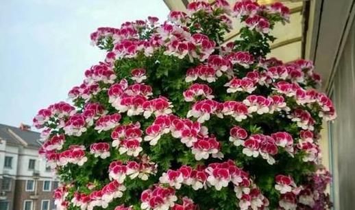  不用|天竺葵不用买，折一段枝就能开成花球！