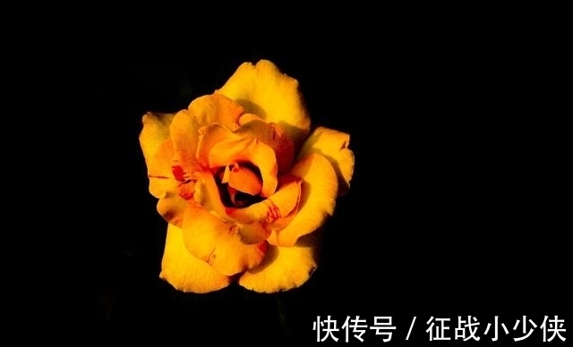 桃花|桃花纷飞，姻缘天降，良缘来临，幸福缠绵，与恋人到白头