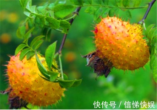 延缓|秋季养生坚持吃4种食物,补充营养、延缓衰老,谁吃谁受益4