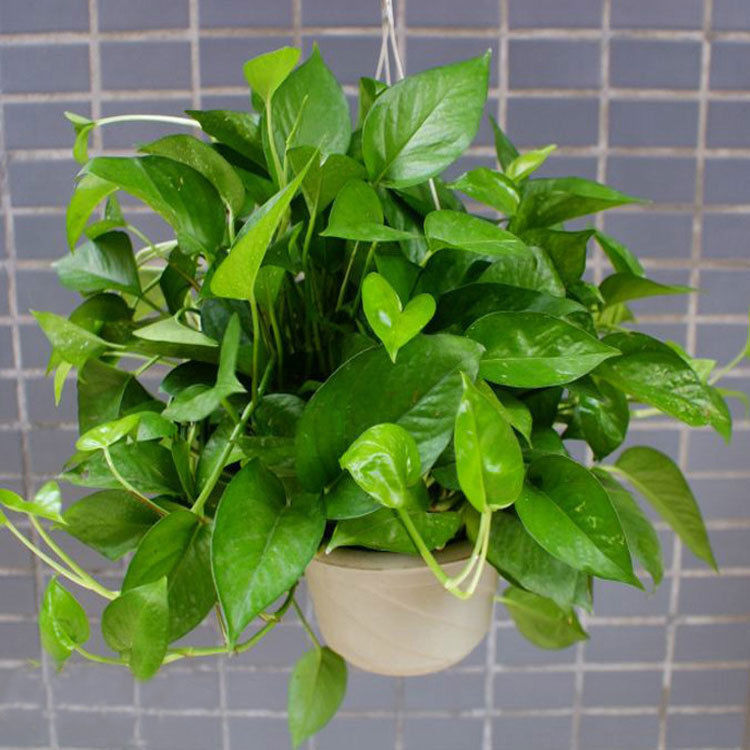 铁线蕨|室内缺少光照，盆栽养花就选这4样，一年到头不见光照样长得好