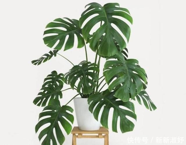 常春藤|家里如果养这7种花,千万要记得少晒太阳它们喜阴