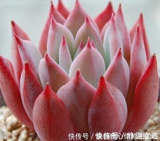 5种多肉名字太洋气,听起来就像大明星,养在家里“倍儿有面”!