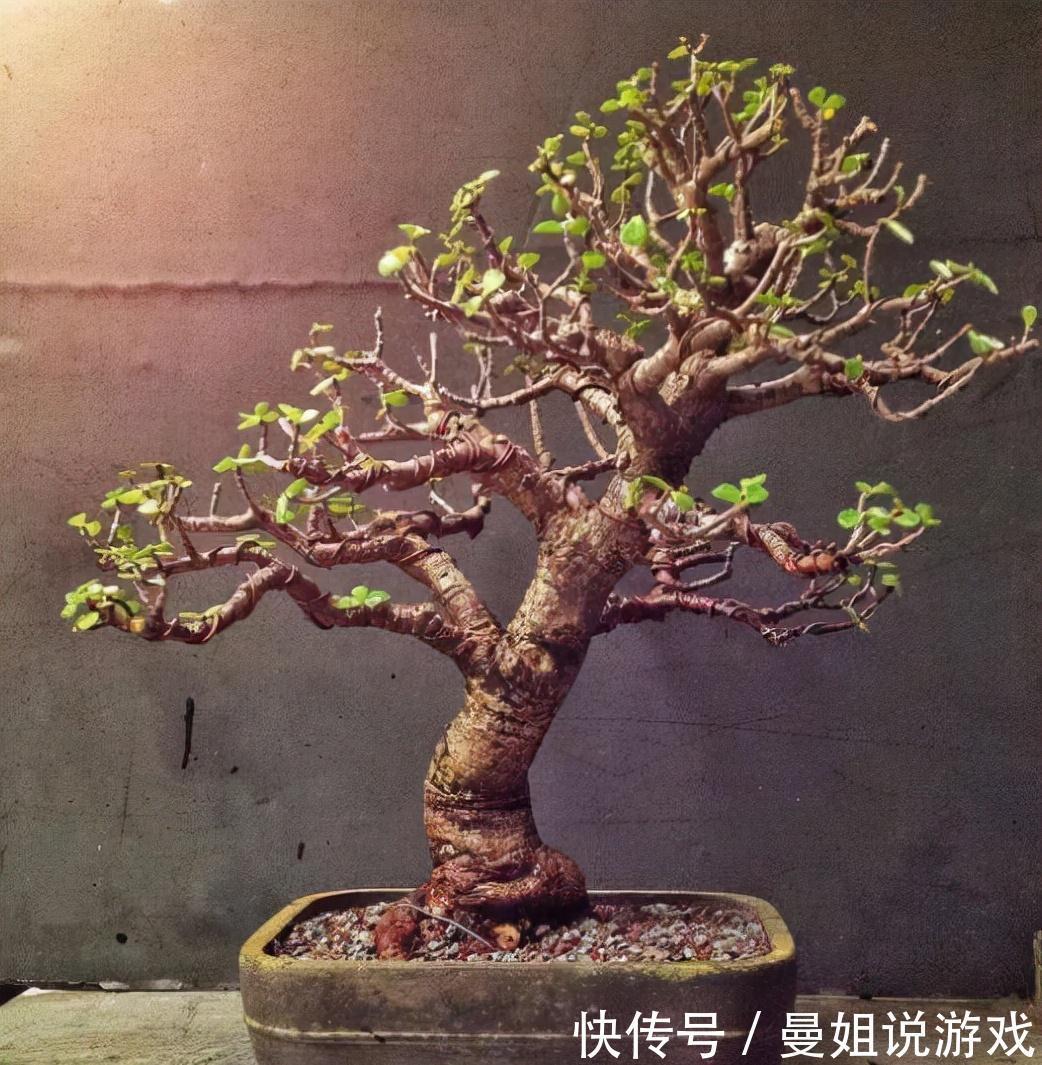 养花|这2种树最耐养,每天剪1刀,土里喂点料,蹭蹭长成小盆景