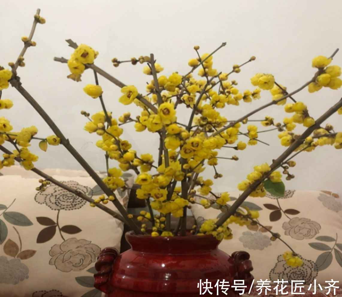过年可以买4种“枯枝”，插到花瓶半个月，枯木逢春开满花