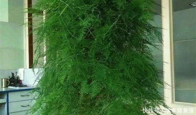 在北方,1盆文竹养8年“不修剪”是什么体验直接绕成“盘丝洞”!