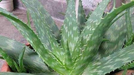 “3种花”养客厅,大气、上档次,吸“甲醛”效果好,空气清新