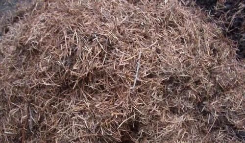 花盆里垫点这东西，营养土都不用买，养花全年不烂根