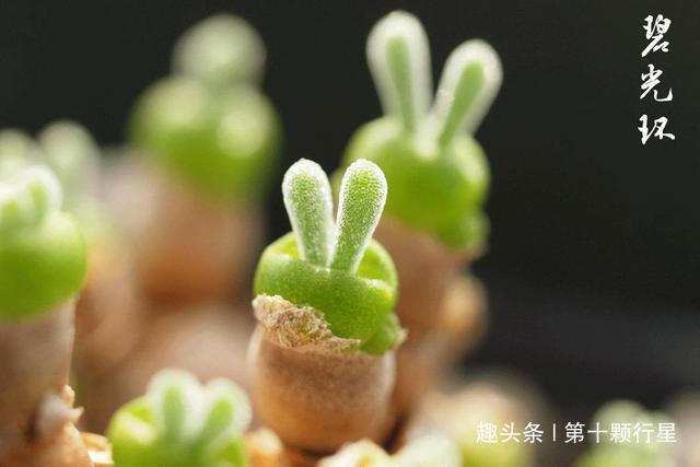 新手最常犯的错误之一看到植物干瘪的,叶子下垂……就浇水