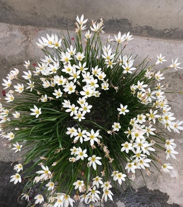 开花|葱兰怎么养才能开花更多?剪一剪,一下开出几十朵花