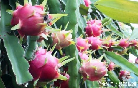 果树|养花不如种“果树”,挖1勺“水果籽”到花盆里,1个月成盆栽!