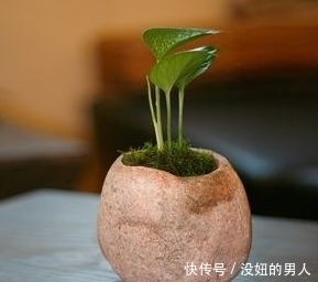 想要养好花,选对花盆很关键,这8种花盆你了解吗