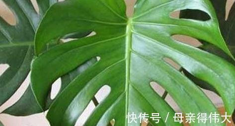 养龟背竹记住4点，开背早、不徒长，叶子一个比一个大