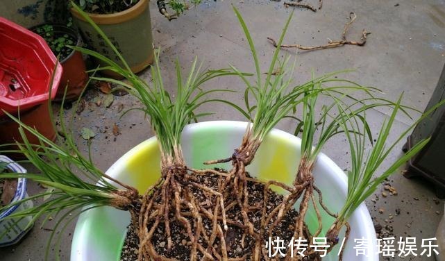 喜欢养兰花,3件事抓紧做,再不做就有些晚了