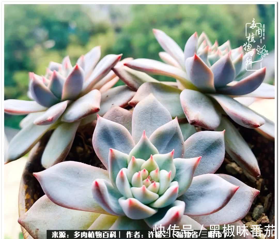 尖尖|养多肉两年,美丽与赏心悦目并存!