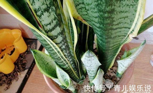 扦插虎皮兰要谨慎，生出一窝“老祖先”，一点也不好看