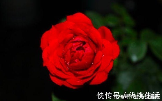 养花|高手养花共有的“3个习惯”,养啥花都能枝粗叶绿,知道的人不多