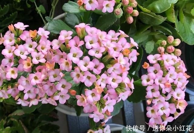 冬天如何使用“磷酸二氢钾”给长寿花促花?