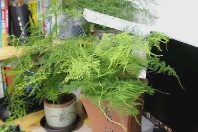 卧室养花就养这5种花,净化空气安心睡眠,好养又美丽