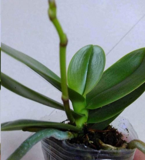 这10种花超级怕冷，再不搬进屋，小心只剩下盆了