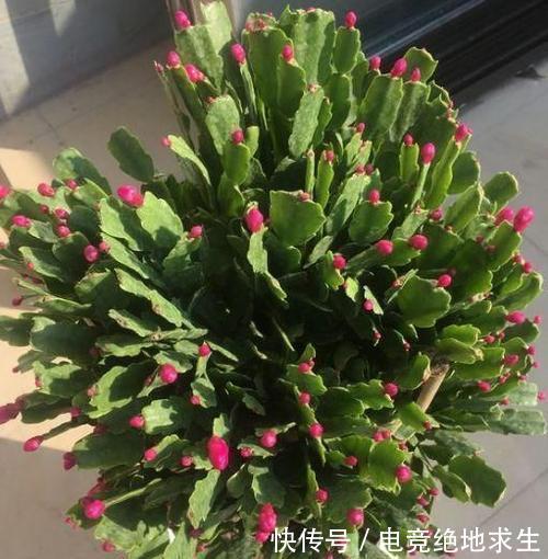 如果你养的蟹爪兰总是掉花苞,了解补救方法,春节花开停不下来