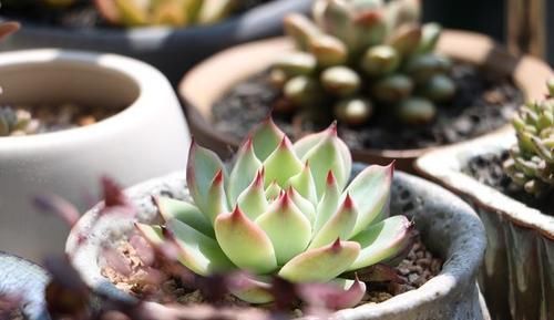 这种多肉超耐旱,一个月不浇水,反而胖成肉墩子