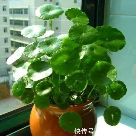 施肥|铜钱草长得“快与慢”,施肥不重要,关键在“摆放”!