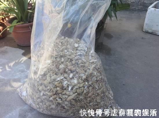 养花|老花匠:扔4种“东西”,就是扔钱,比花肥还好用,不花钱!