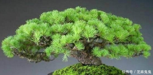 技巧|五针松哪个品种比较好?五针松盆景的养花技巧有哪些?