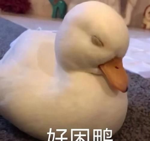 肖战表演完十分钟，人气值发生巨大波动，数值变化令人难以置信
