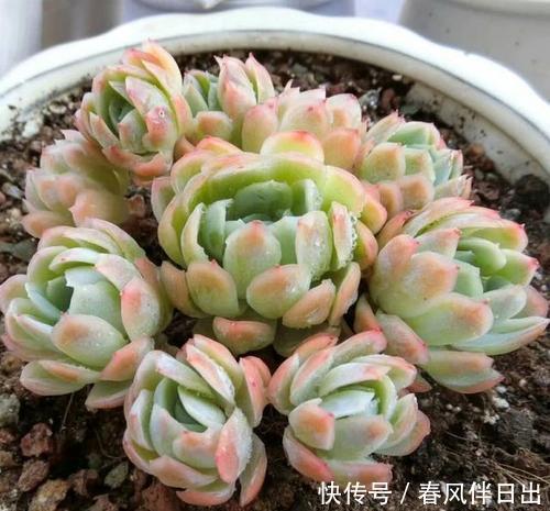 花友会|夏天多肉总是掉叶子?3个原因引起,及时了解预防,肉肉安全度夏