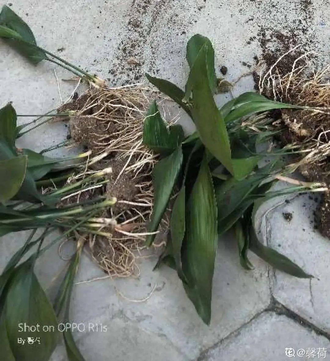 10种“养不死”的花，绿萝只能排最后一名，养死3种以上的举手