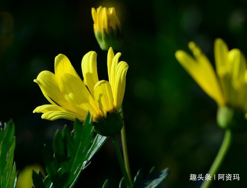 大美女|女孩让“神灯”把自己变漂亮，却不想把自己的老妈变成了大美女！