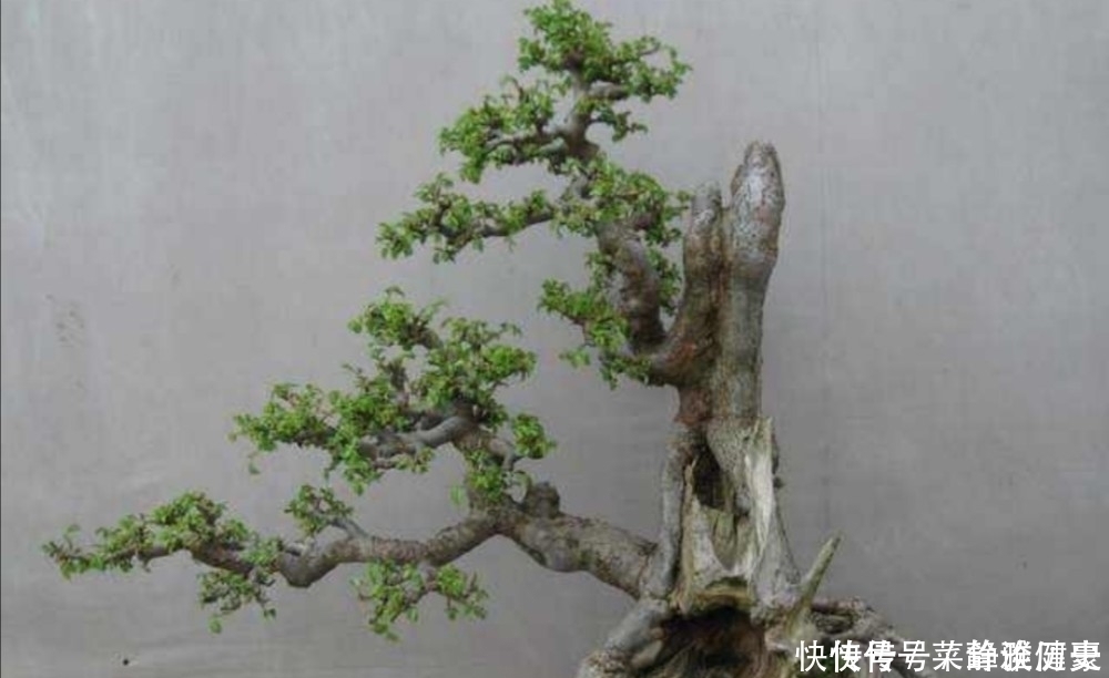 榆树|野外5种常见的树，制作成盆景，美观大方，观赏价值高