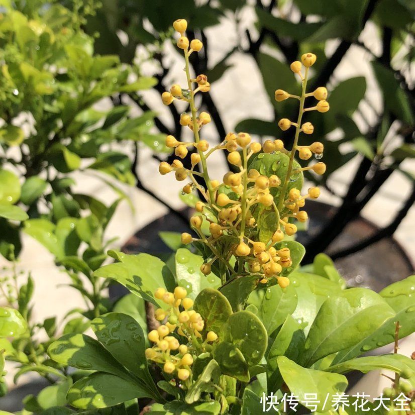 花友|3种花不适合养在封闭阳台,养护难度太大,扔室外却呼呼长