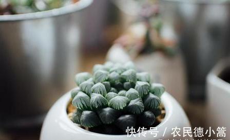新手选这些“普货”多肉来养，好养又省心，养出状态来也很漂亮