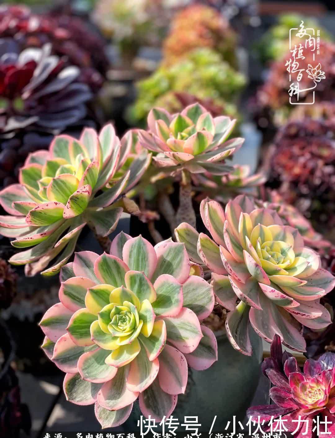 多肉|繁华落幕尽铅华,姹紫嫣红刹那,余生不长,因爱而芳华!