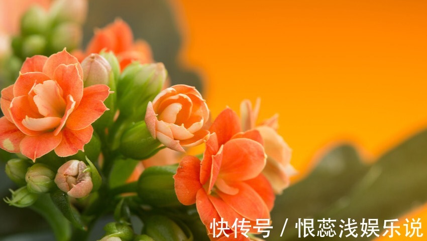 秋季长寿花就不开花，光照比肥料还重要，想要开花爆盆做好2点