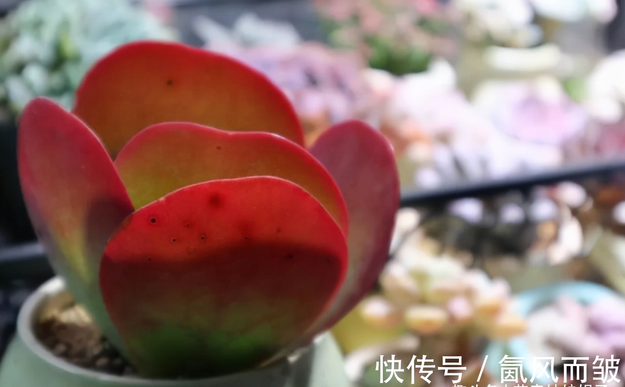 不是所有的多肉都可以叶插的，这16种叶插就很难成功，新手别费劲